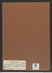 Aulacodiscus margaritaceus var. distans Rattr. (de-Toni-Nr.: Genus 182, Species 4515) Zeichnungen Sammlung Grunow Mappe 04435 (Herbarium_W_Grunow_drawings_Folder_04435)